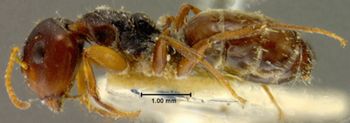 Media type: image; Entomology 21606   Aspect: habitus lateral view